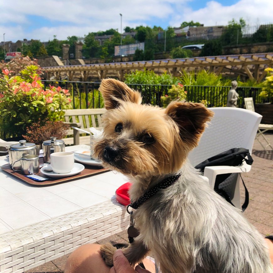 Your Guide to Dog Friendly Shops Across the UK
