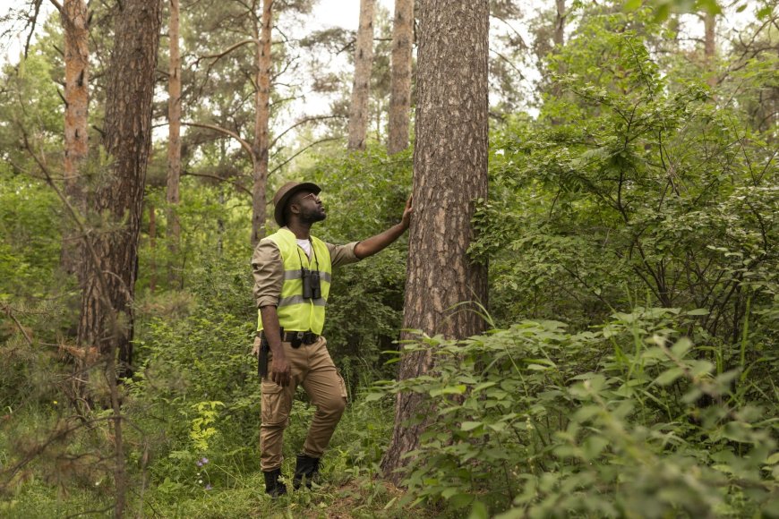 Affordable Tree Service Houston – Quality Work at Fair Prices!