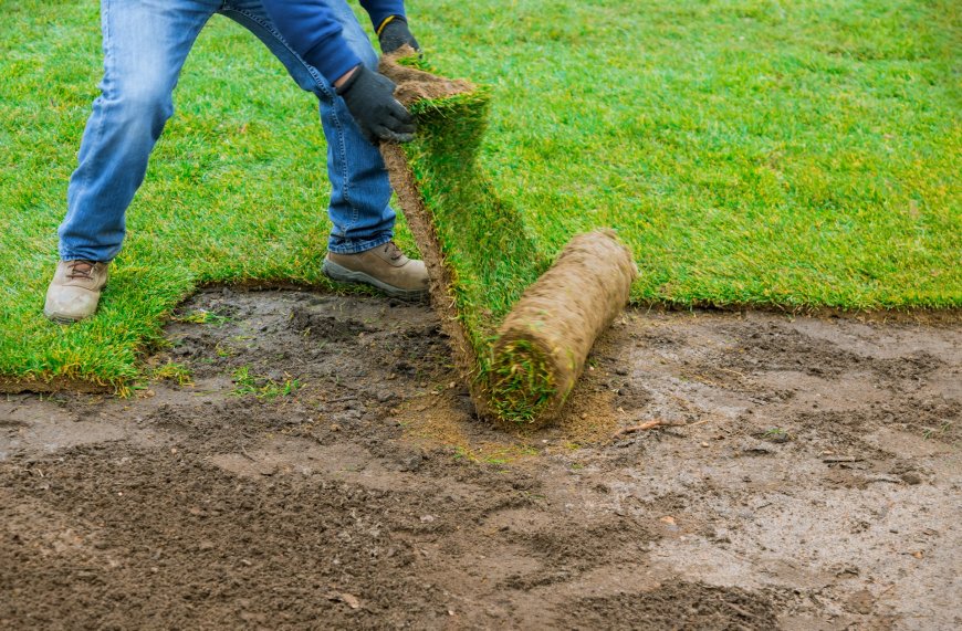 Understanding the Different Types of Sod