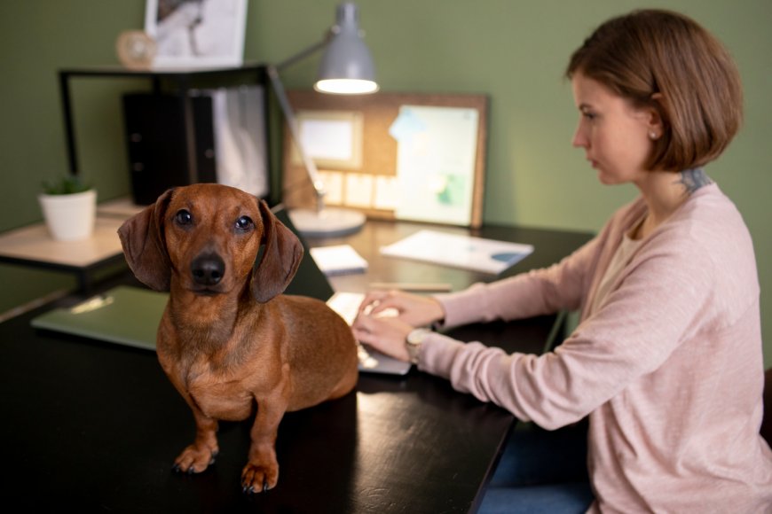 How Do You Choose The Best Kennel Management Software?