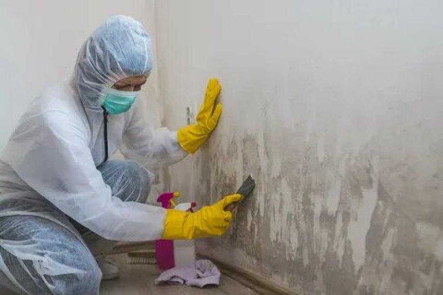 How to Handle Damp and Mould Issues Until Your Landlord Fixes It