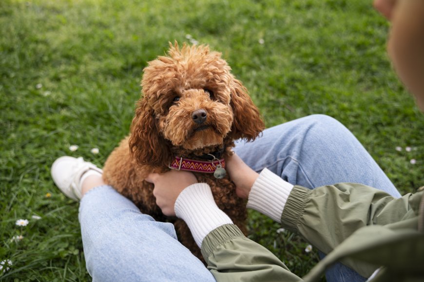 How Much Exercise Does Your Mini Australian Labradoodle Really Need?