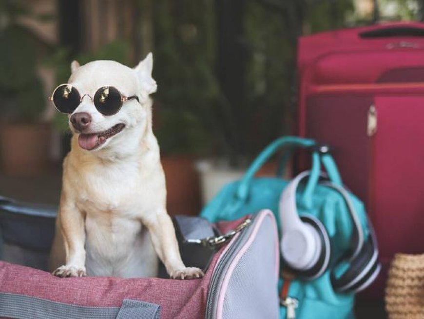 Choosing the Right Puppy Bag for Your Furry Friend