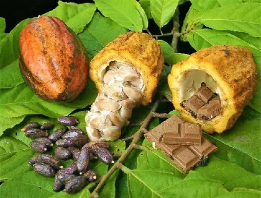 From Bean to Ceremony: The Journey of Ceremonial Grade Cacao
