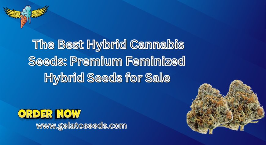 The Best Hybrid Cannabis Seeds: Premium Feminized Hybrid Seeds for Sale