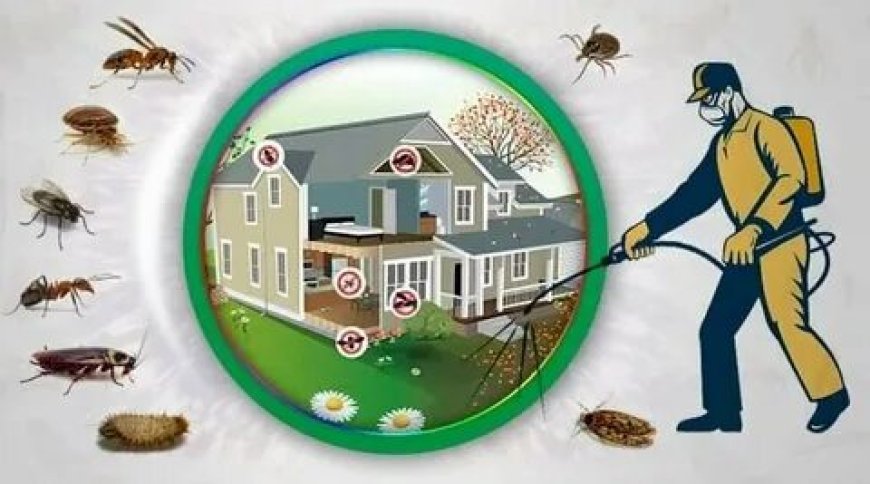Pest Problems in Council Properties: What Are Your Rights?