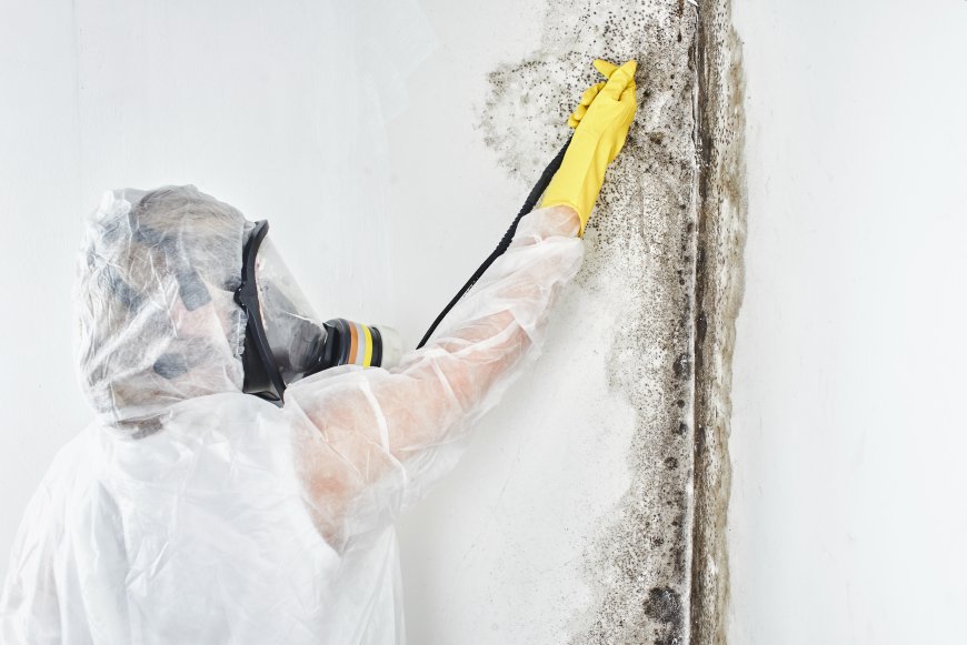 Everything You Need to Know About Mold Testing in Dallas: Timing, Reasons, and Methods
