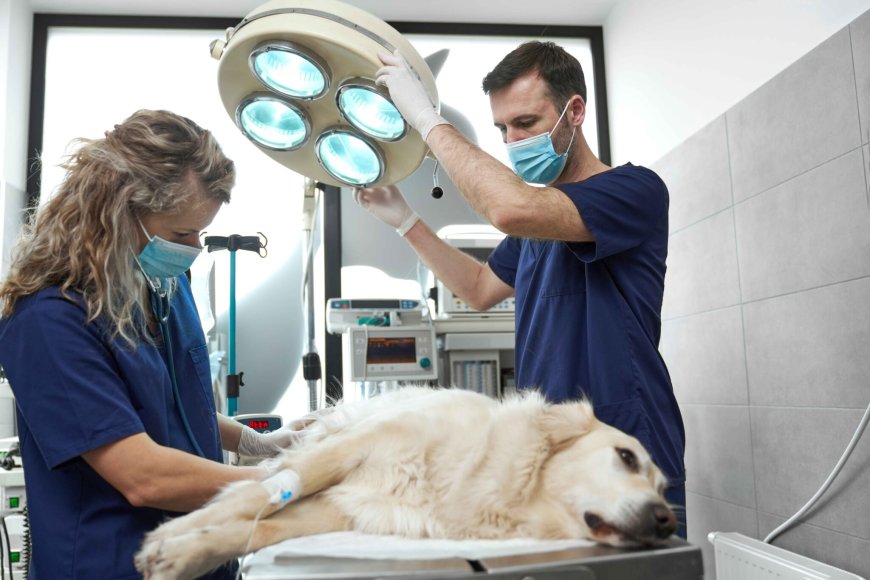 Vet Poison Control: How to Keep Your Pet Safe from Common Household Hazards