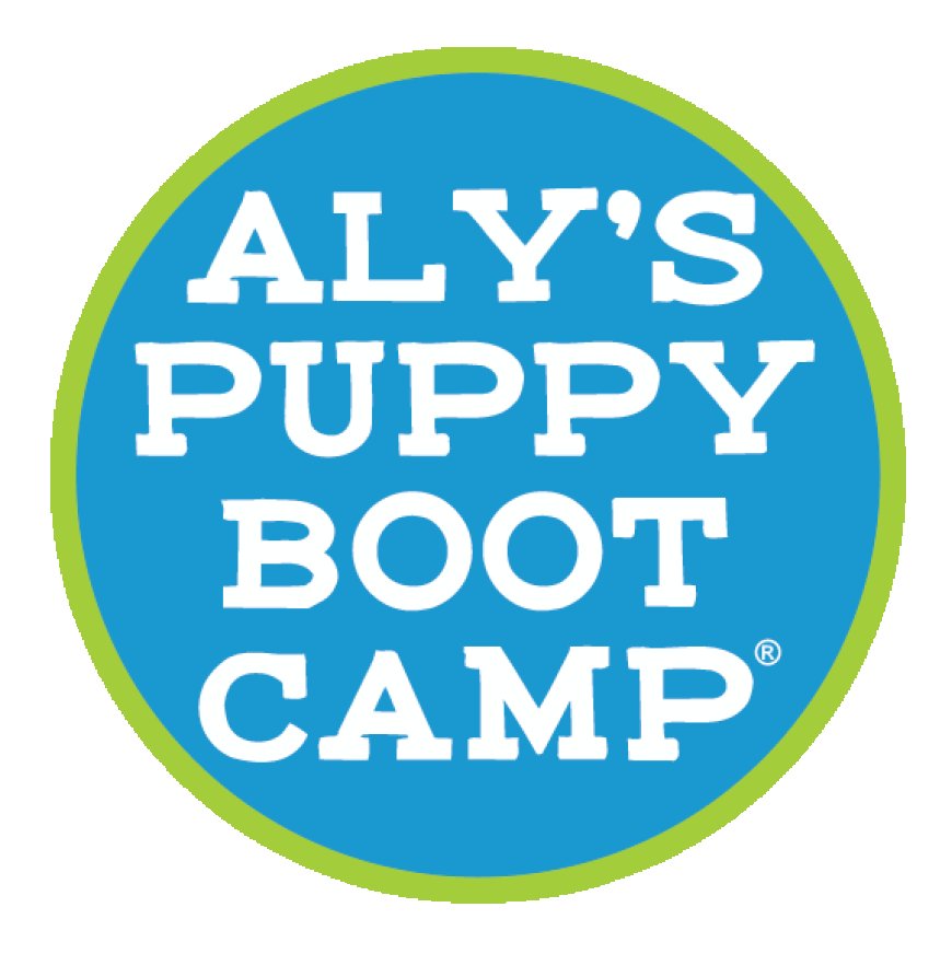 Why In-Person Dog Training Might Be the Breakthrough You and Your Dog Need