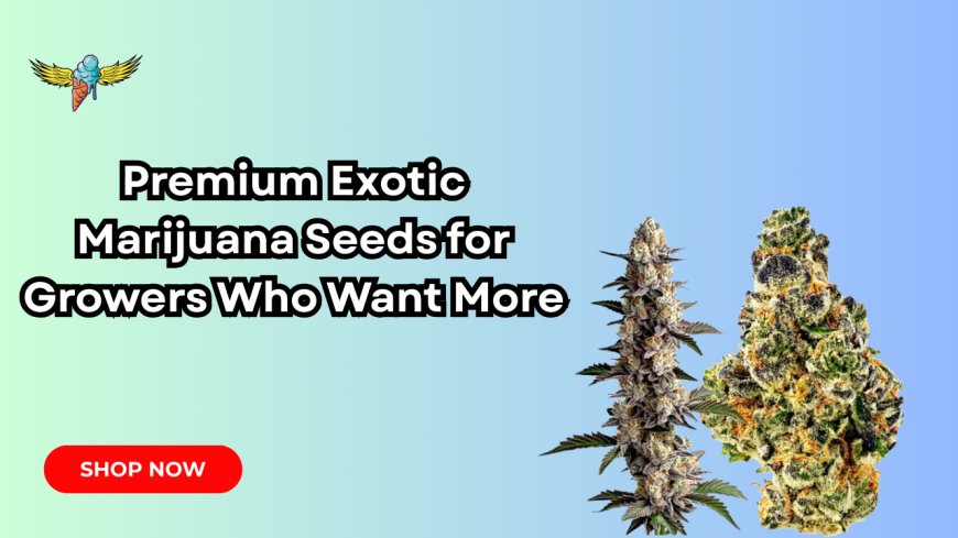 Premium Exotic Marijuana Seeds for Growers Who Want More