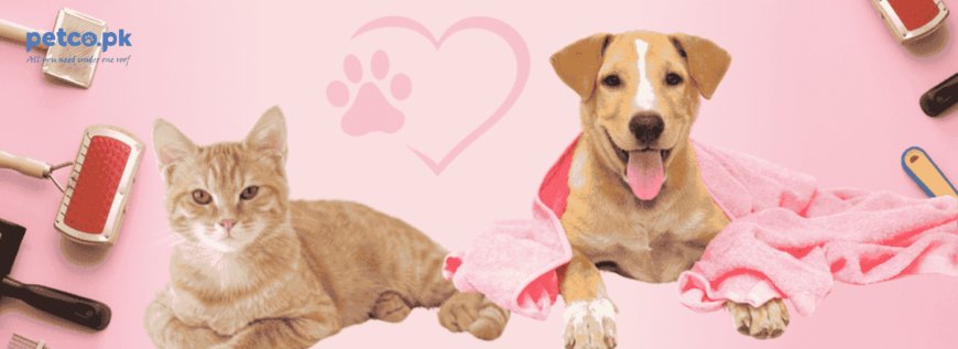 Winter Grooming Tips for Dogs and Cats: Keep Your Pets Happy and Healthy All Winter Long