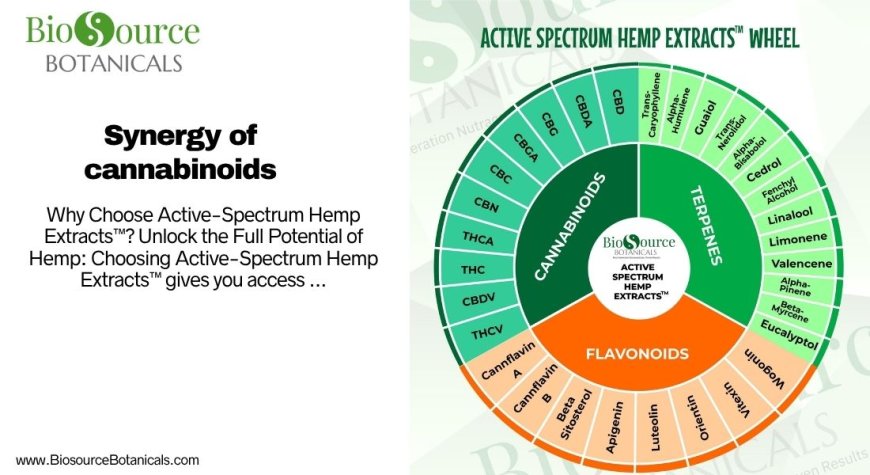 Synergy of Cannabinoids: The Power of Active Spectrum Hemp Extracts for Wellness