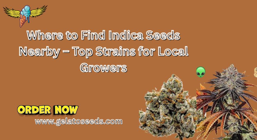 Where to Find Indica Seeds Nearby – Top Strains for Local Growers