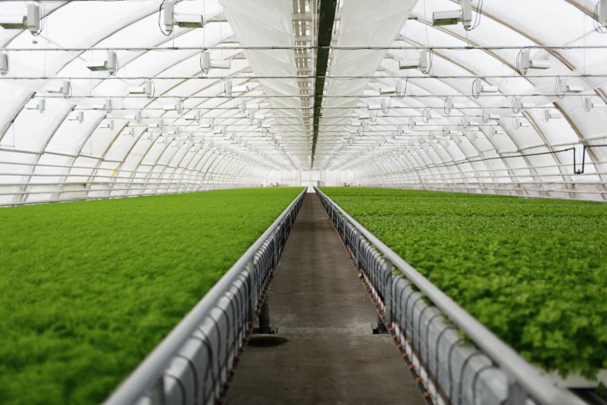 Greenhouse Plastic Sheeting vs Glass: Which Is Better?