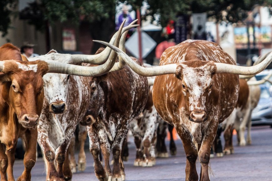 Longhorn Steers vs. Other Breeds: What Makes Them Unique?