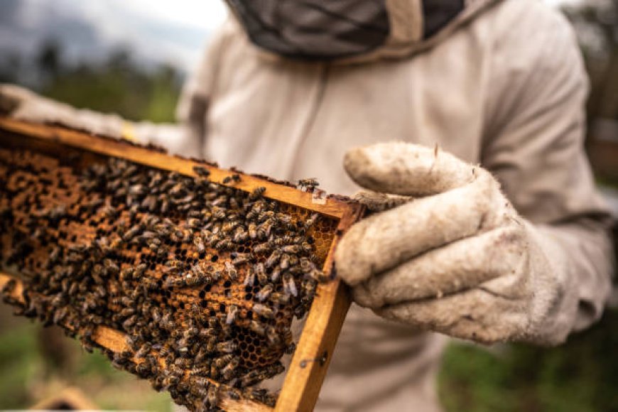 Why Prompt Bee Removal Is Crucial for Homeowners