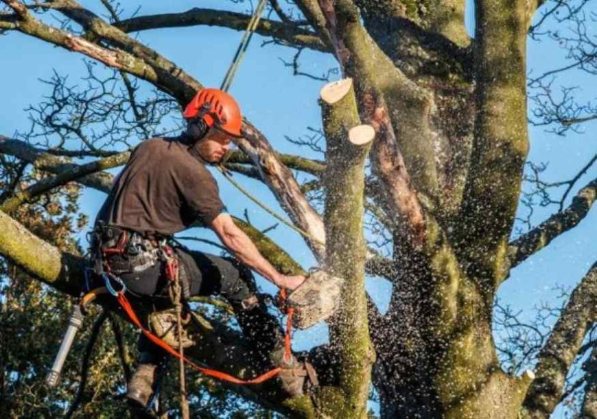 Ultimate Guide to Tree Services: Everything You Need to Know