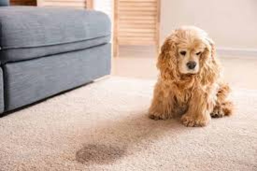 Pet Stain Removal Aurora, CO