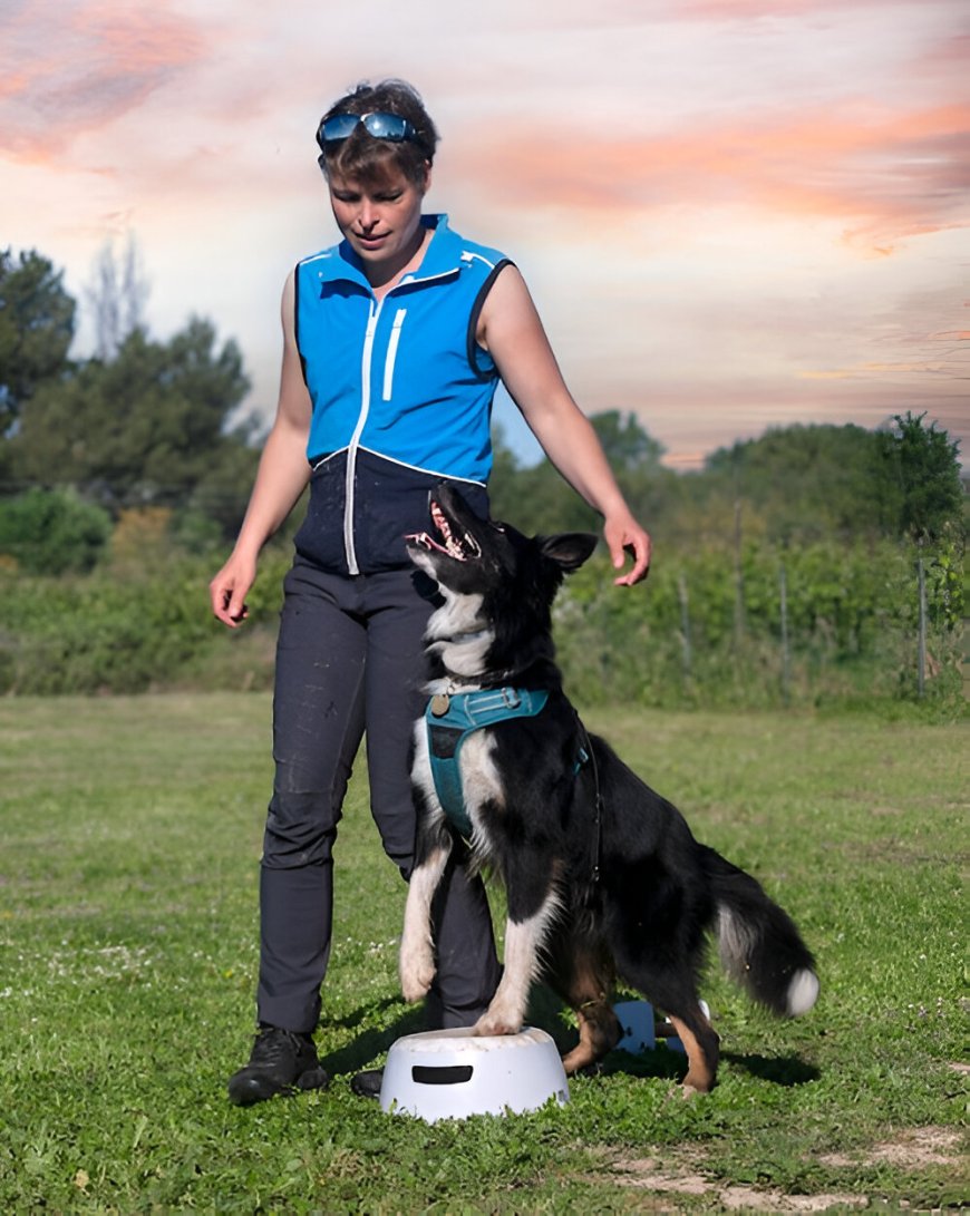 Why Choose Board and Train Programs in Chicago for Your Dog
