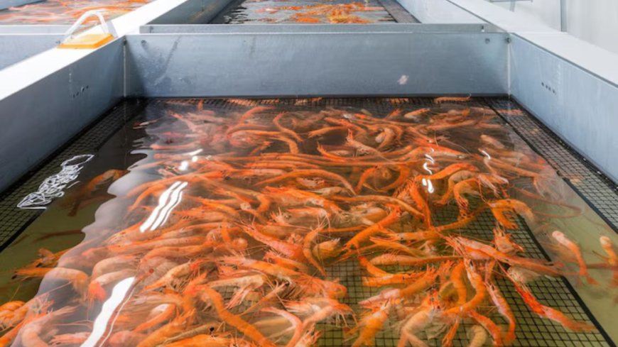 Is an Economical Fish Transport System Really the Game-Changer?