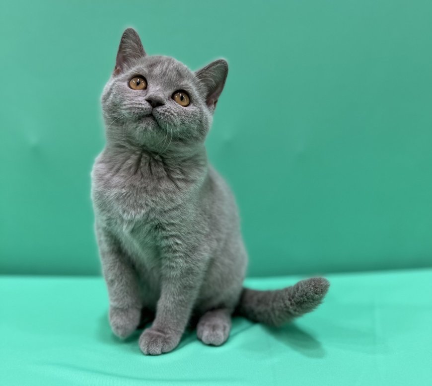 Kittens for Sale in UAE: Your Comprehensive Guide to Finding the Perfect Feline Companion