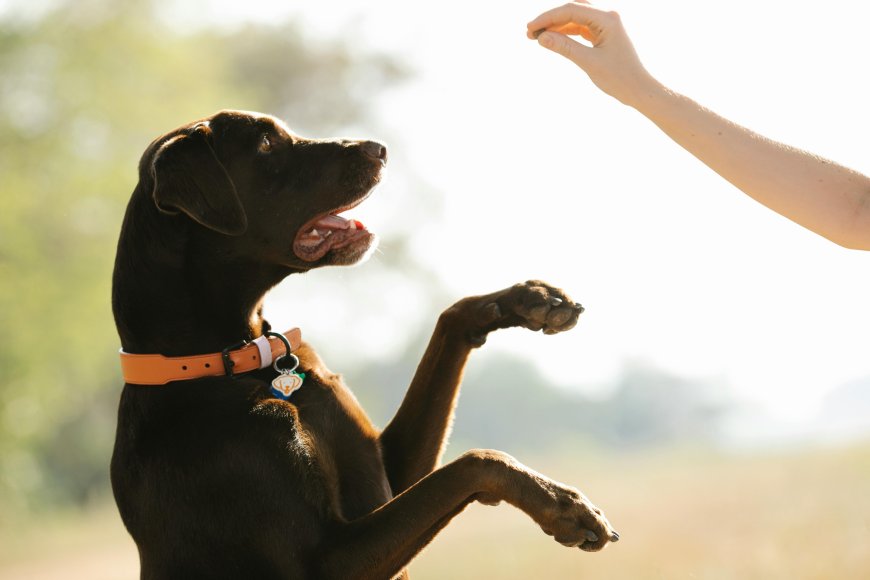 Hand Signal Dog Training Guide