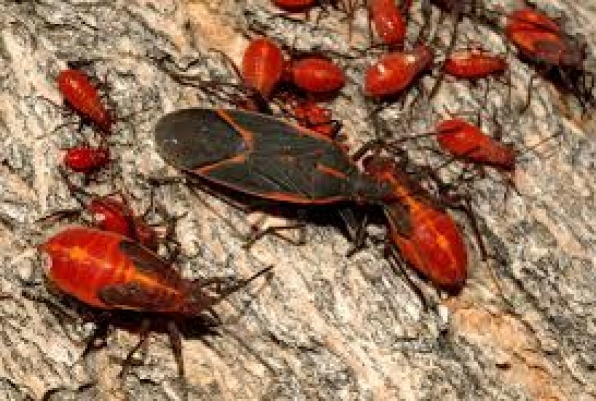Expert Boxelder Bugs Removal by Vanquish Pest Control