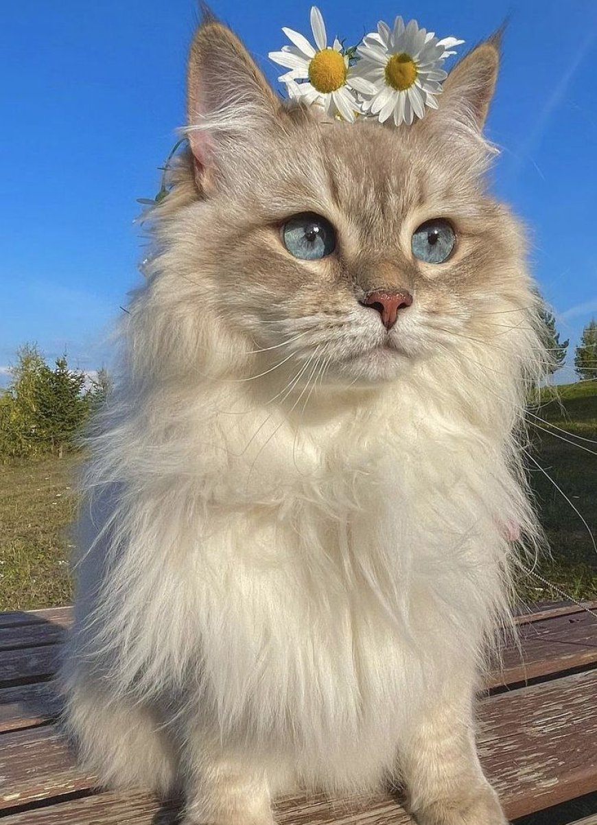 Ragdoll: Cat Breed Profile, Characteristics & Care