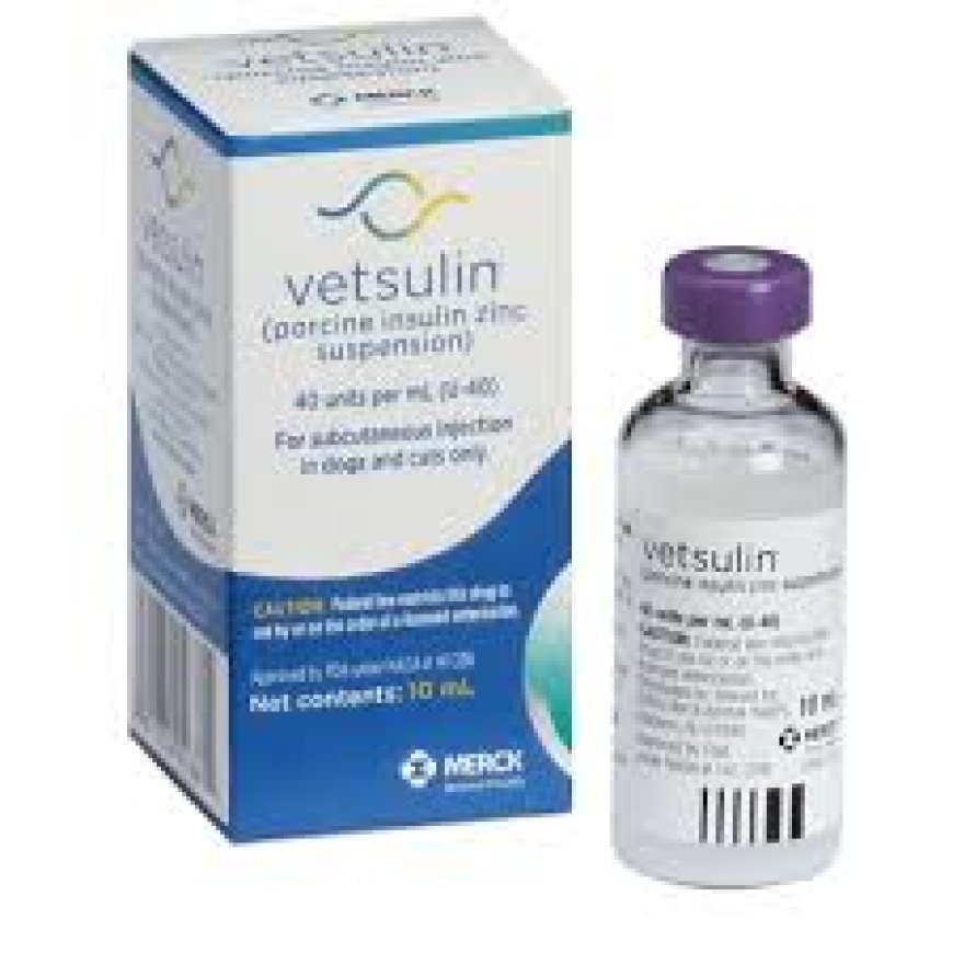 Insulin for Cats: What You Need to Know