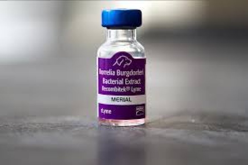 Lyme Disease Vaccine for Dogs: What Every Pet Owner Should Know