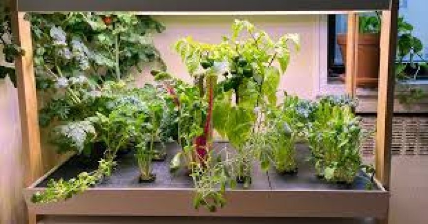 Grow Fresh Greens Year-Round with an Indoor Smart Garden