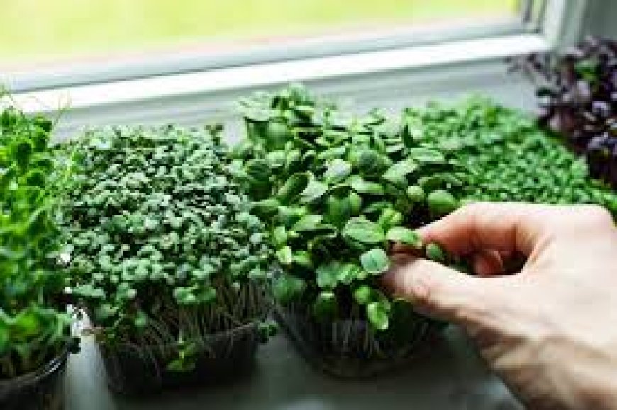Exploring Hydroponic Microgreens Varieties: A Fresh Take on Urban Farming