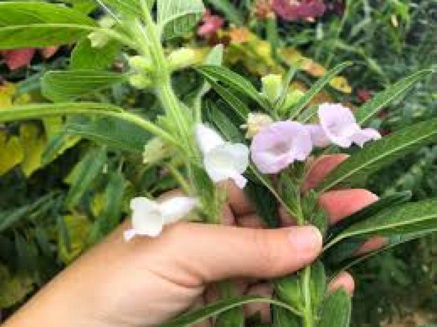 Unveiling the Sesame Seed Plant: A Resilient Crop with Ancient Roots