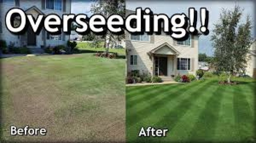 Overseeding Lawns in Spring: A Seasonal Boost for Healthier Turf