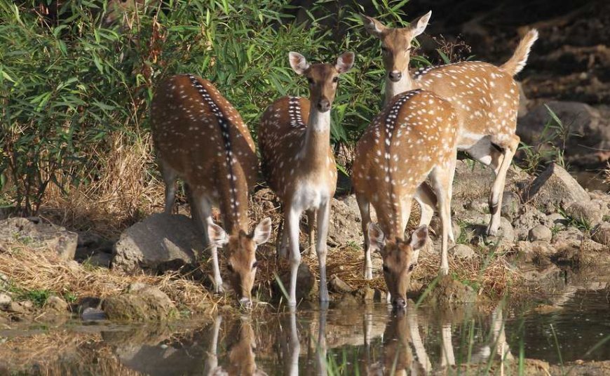 A Wildlife Adventure Through Gujarat’s Best National Parks