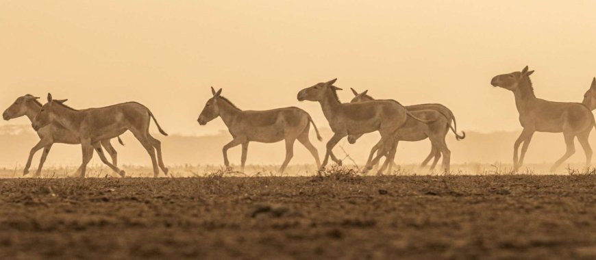 A Wildlife Adventure Through Gujarat’s Best National Parks