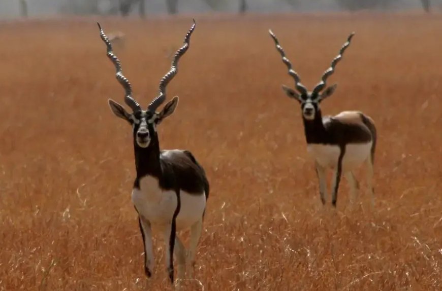 A Wildlife Adventure Through Gujarat’s Best National Parks