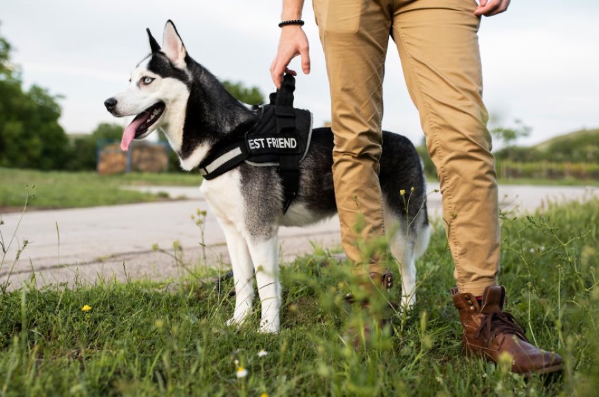 The Ultimate Guide to Protection Dogs and Protection Dog Sale