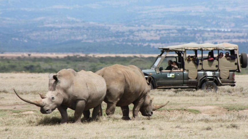Best Tanzania Wildlife Safari Packages for 2025