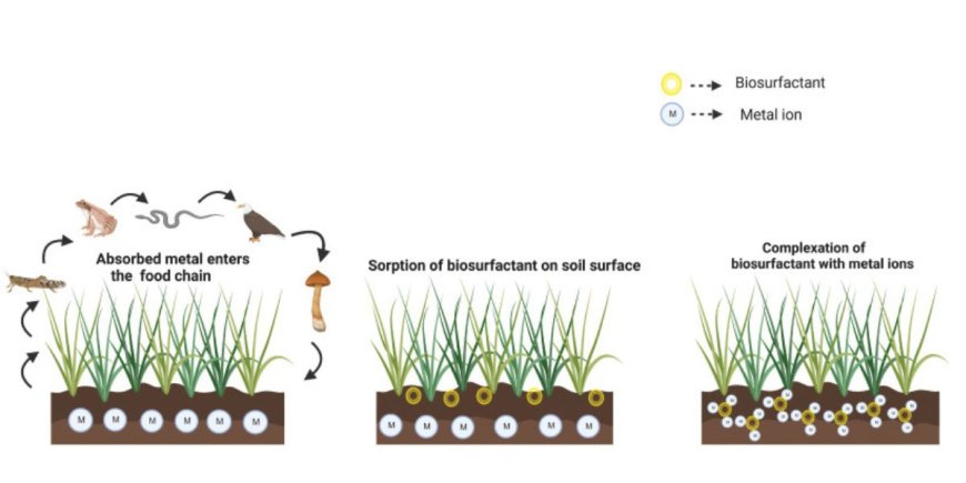 Biosurfactant in Everyday Life: Where You’ll Find Them