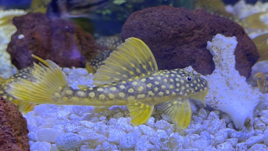 Why Do Some Aquarists Prefer Jardini Arowana Over Other Arowana Species?