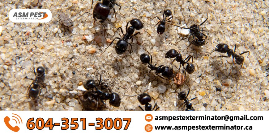 Ant Control Surrey: Safe and Effective Ways to Eliminate Ants