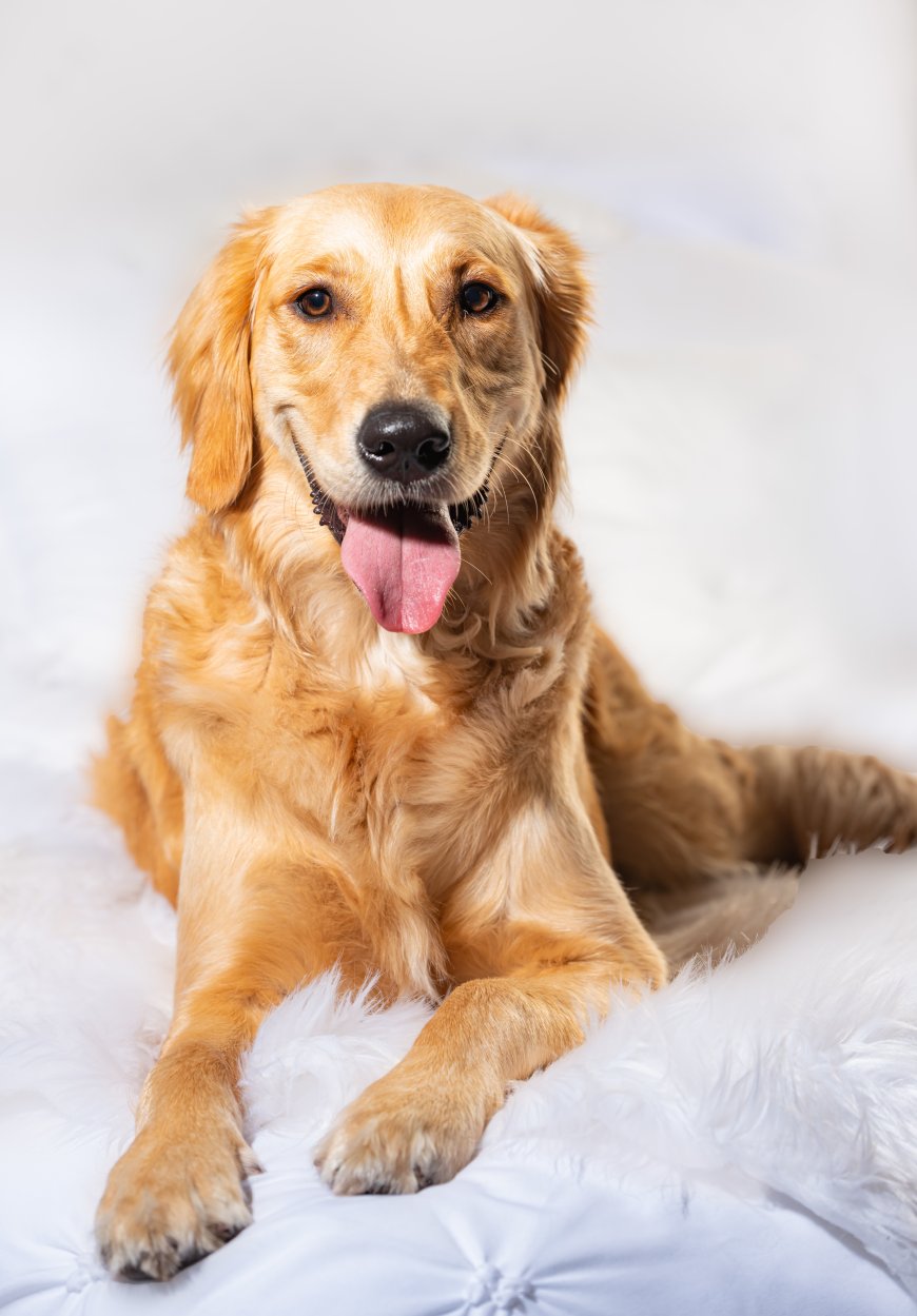 Benefits of Pet Sitting Services