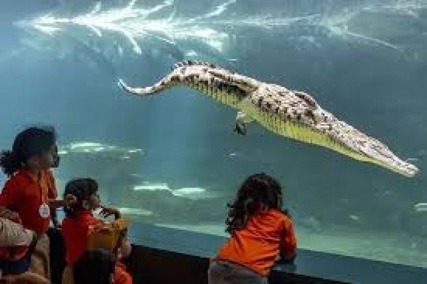 Choosing the Right Dubai Crocodile Park Tickets for Your Visit