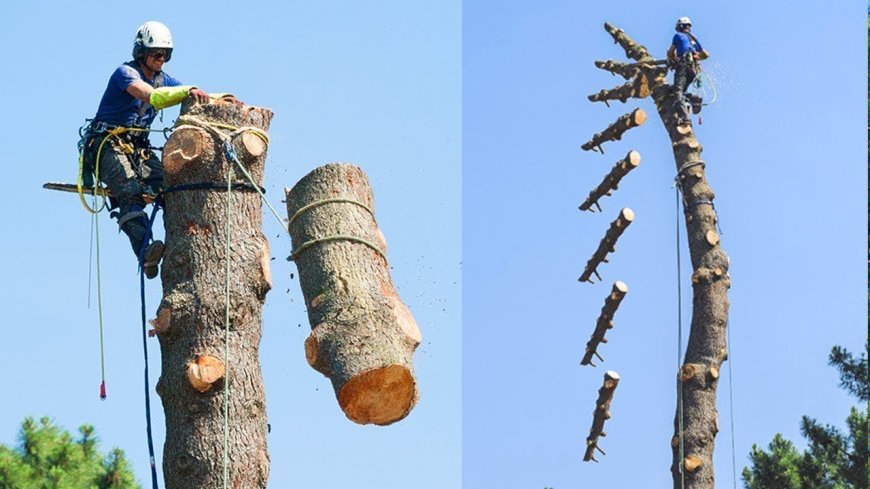 Why Deadwood Removal in Swindon Is Crucial for Tree Health and Safety
