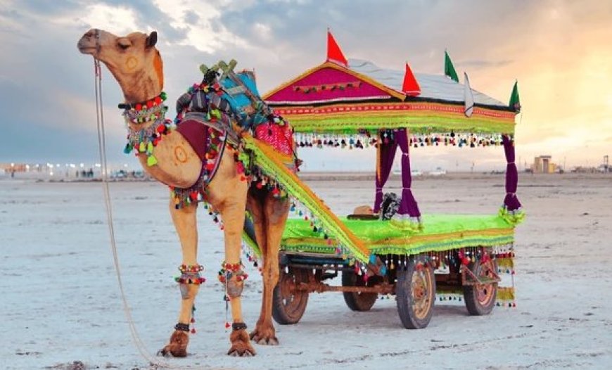 Capturing the Wild Spirit of the Rann of Kutch