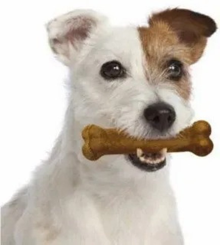 Comprehensive Canine Care: The Synergy of Pawz Sanitizing Wipes and Nutritious Chicken Dog Chews